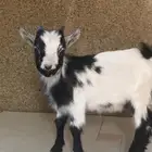 الرياض