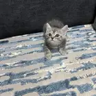 قطط شيرازي للبيع