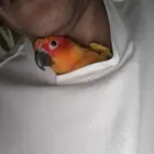 صن كنيور نشبة