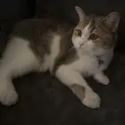 قط سكوتش ستريت للتبني
