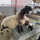 فحل نعيم صنف