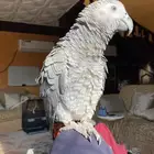 للبيع كاسكو ذكر العمر سنتين ونص