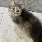 قطط كتن شيرازي