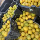 محصول ليمون طازج