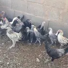 دجاج فيومي
