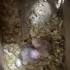 سلام عليكم فرخين كروان هولندي