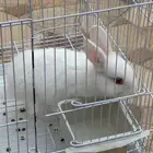 للبيع أرنب فرنسي