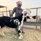 طلي نجدي معرف تم البيع