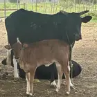بقره هلولندي لبيع