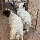 ذبايح نعيمي بلدي شرط ظهورها مغلقه