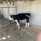 عجل سمين ذبح او تربيه