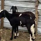 نعجه تحتها 2 تم البيع