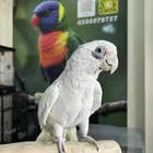 كوكاتو باري اليف وهدد ومتكلم