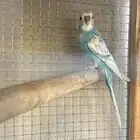 ذكر بادجي وفرده روز