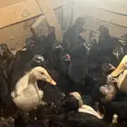 صوص دجاج بلدي اسود ( تم البيع )