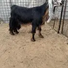 للبيع 3معزا عوارض فاخره
