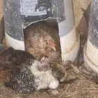 دجاج مع صيصان