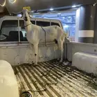 عنز بيشيه فاخره صنف من مراح ( احمد البابور )(رحمه الله )