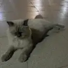 قطه
