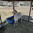 فحل كفو رباع مشروط
