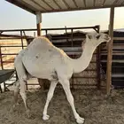 حاشي