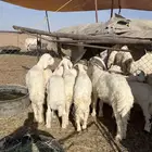 بهم