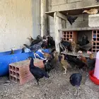 دجاج اعمار شهرين مشكل(تم البيع)