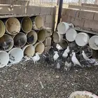 حمام احجام فرنسي