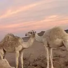 حشو قعدان لبانيه العمر9شهور