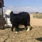 طلي للبيع العمر 9شهور