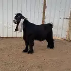 جذع فحل عارضي صنف
