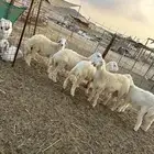 طليان ذبايح تم البيع