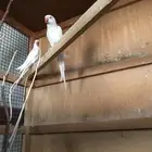 زوج دره البينو