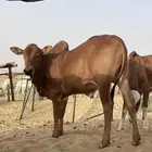 حسلان بلدي لباني