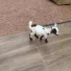 تيس وجفره للبيع