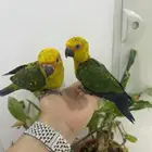 فروخ صن كنيور بعمر 40 يوم فقط بي 700 ريال شامل حضانه