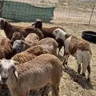 سواكني حمري و سواكني ابيض شبيه الحري