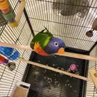 طير لوري جميل للبيع