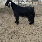 تيس اجم مشروط