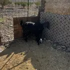 معزا ولد طيبه ونضيفه