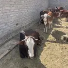 حسلان بلدي لبيع