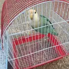 للبيع طيور روز