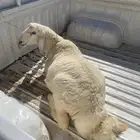 خرفان 3