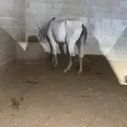 خيل شعبي العمر5ونص التواصل وتساب