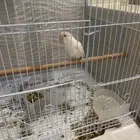 زوج روز البينو