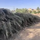 عسيب نخل