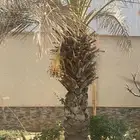 نخلة برحي