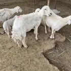 حريات متابيع