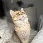 سكوتش ستريت للتزاوج