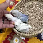 فروخ روز